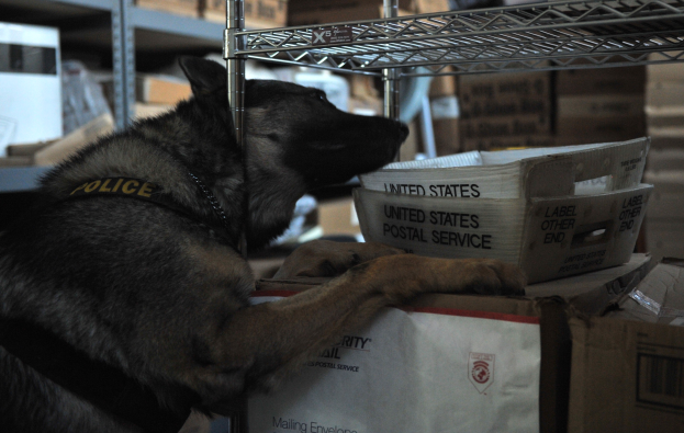 Ein schwarzer und brauner Polizeihund liegt auf einem Stapel Kisten in einem Lagerhaus umgeben von Kartonagen in Regalen.