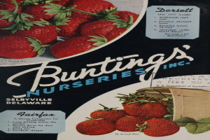 Eine Werbung aus dem Jahr 1937 für Bunting's Nurseries, Inc. mit einem überquellenden Korb voller reifer, roter Erdbeeren und dem Namen des Unternehmens in weißer Schrift, vor einem Hintergrund aus blauen, grünen und gelben Tönen.