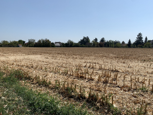 Ein Maisfeld in ländlicher Gegend, umgeben von Gras, Bäumen und Häusern, unter einem klaren blauen Himmel.