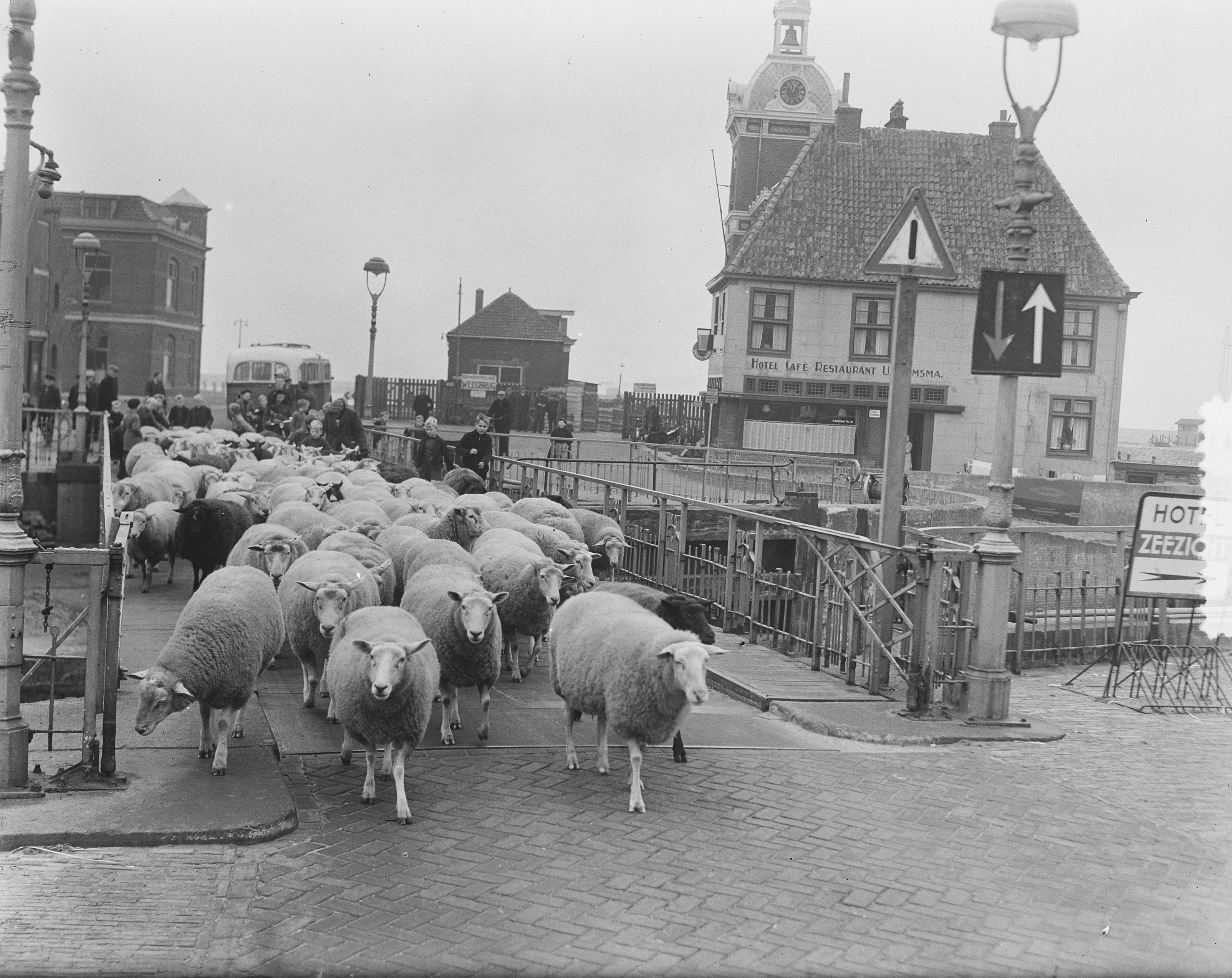 Eine Schwarz-Weiß-Szene von einer Herde Schafe, die eine Straße entlanggehen, neben einem Uhrturm, mit ein paar Menschen auf der linken Seite der Straße, Laternenpfählen und Gebäuden im Hintergrund.