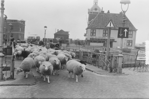Eine Schwarz-Weiß-Szene von einer Herde Schafe, die eine Straße entlanggehen, neben einem Uhrturm, mit ein paar Menschen auf der linken Seite der Straße, Laternenpfählen und Gebäuden im Hintergrund.