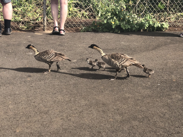 Eine Familie von vier Gänsen, zwei Erwachsene in Sandalen und zwei Gänsejunge, die in einer Reihe öffentlich auf einer Straße neben einem Zaun gehen.
