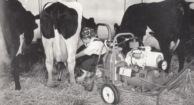 Ein Schwarz-Weiß-Foto einer Frau, die eine Kuh auf einem Hof melkt, mit einem Maschine mit Rädern in der Nähe und einer Wand im Hintergrund.