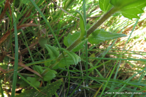 Ein Nahaufnahme von amerikanischem Germer, einer Pflanze mit leuchtend grünen Blättern, umgeben von saftigem Gras.