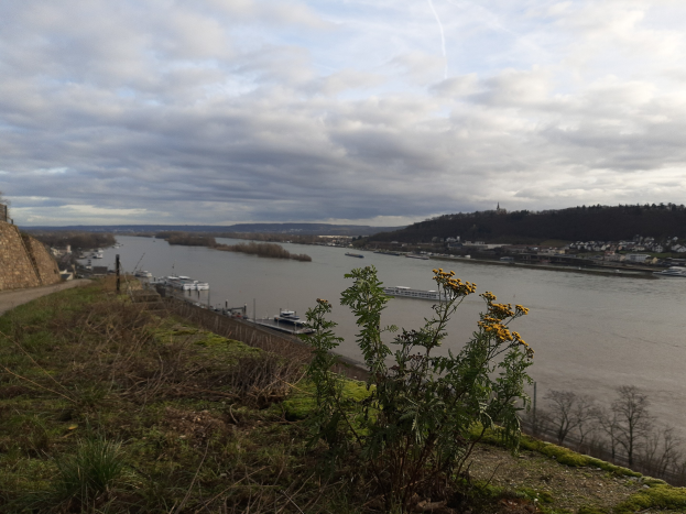 Luftaufnahme des Rheins mit Booten, Grünflächen, Gebäuden und bewölktem Himmel.