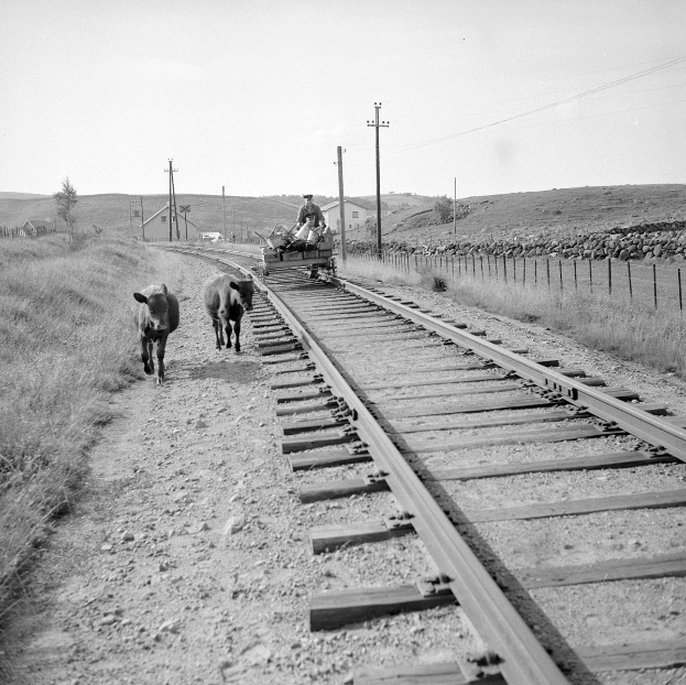 Schwarz-weißes Foto von zwei Kühen, die auf den Bahngleisen laufen, mit einer Person auf einem Fahrzeug im Vordergrund, Gras und einem Zaun auf beiden Seiten der Gleise und Häusern, Bäumen, Pfählen und Himmel im Hintergrund.