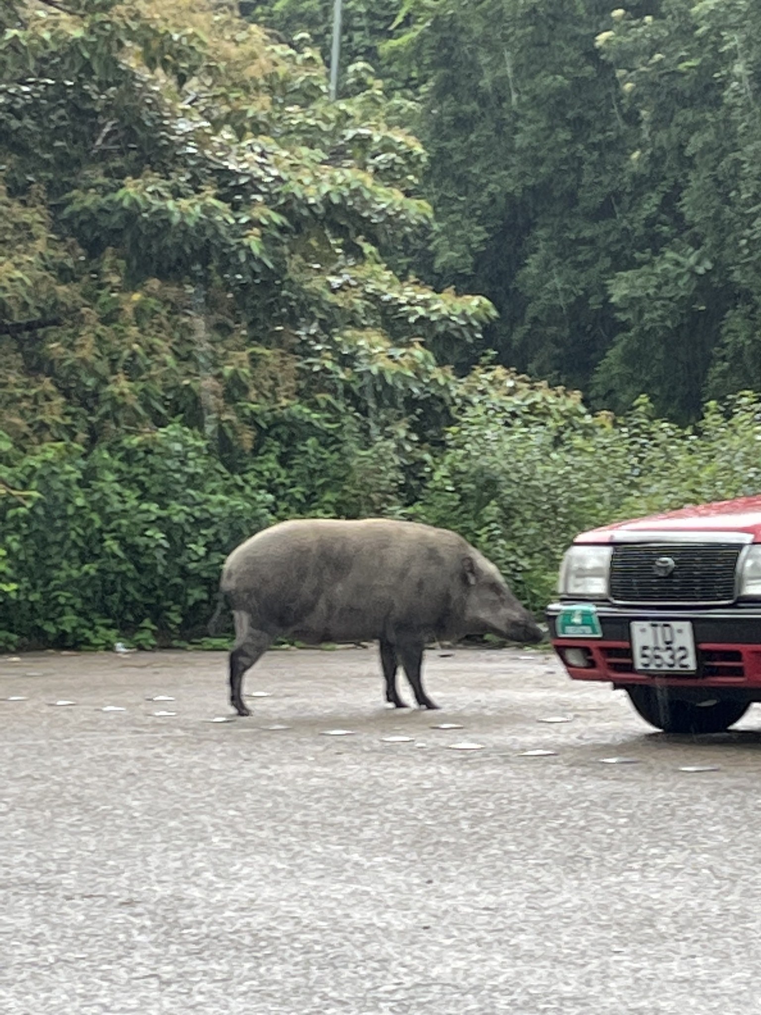 Ein Wildschwein überquert die Straße vor einem roten Auto mit Bäumen im Hintergrund.